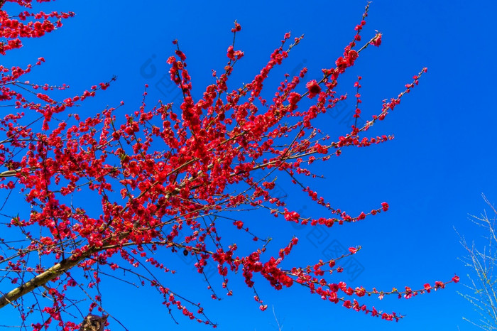 分支特写镜头melred桃子树受欢迎的植物specie的李属persica