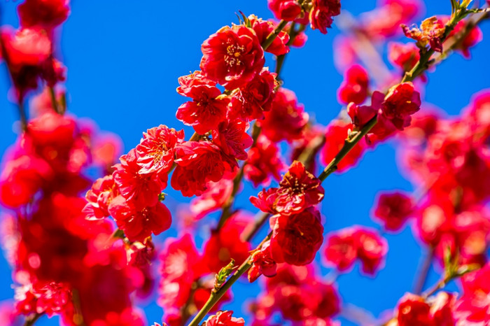 花桃子树特写镜头热带植物从亚洲