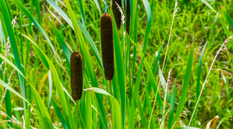特写镜头的花常见的芦苇野生香蒲植物specie从欧亚大陆
