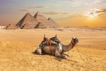 可爱的骆驼前面的埃及<strong>金字</strong>塔吉萨沙漠可爱的骆驼前面的埃及<strong>金字</strong>塔吉萨沙漠