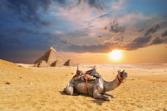 骆驼吉萨沙漠与著名的金字塔的背景埃及骆驼吉萨沙漠与著名的金字塔的背景埃及