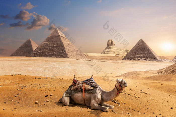 骆驼吉萨前面的斯芬克斯和的金字塔埃及骆驼吉萨前面的斯芬克斯和的金字塔埃及