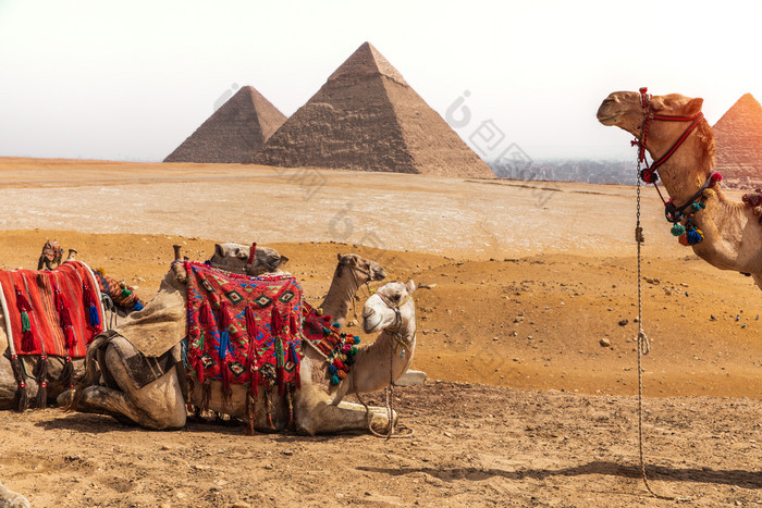 骆驼和的金字塔吉萨沙漠埃及骆驼和的金字塔吉萨沙漠埃及