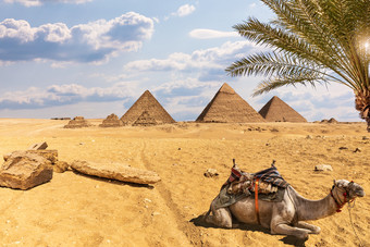 <strong>的伟大的</strong>金字塔沙漠吉萨风景与骆驼和棕榈树埃及<strong>的伟大的</strong>金字塔沙漠吉萨风景与骆驼和棕榈树埃及