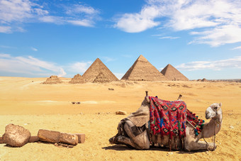 骆驼前面的埃及金字塔吉萨埃及骆驼前面的埃及金字塔吉萨埃及
