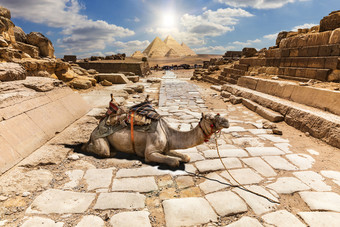 骆驼的废墟吉萨寺庙埃及骆驼的废墟吉萨寺庙埃及