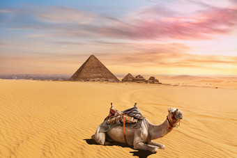 可爱的骆驼前面的门考雷<strong>金字</strong>塔复杂的吉萨开罗埃及可爱的骆驼前面的门考雷<strong>金字</strong>塔复杂的吉萨开罗埃及