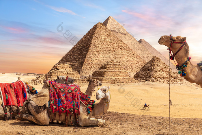 骆驼附近的金字塔吉萨埃及骆驼附近的金字塔吉萨埃及