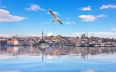 海鸥苍蝇的苏莱曼尼耶清真寺的横跨博斯普鲁斯海峡直伊斯坦布尔