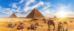 骆驼的伟大的金字塔埃及吉萨开罗