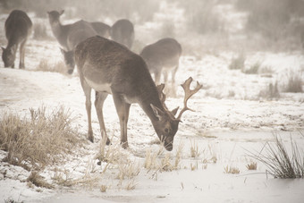 低关键图像白色音调群休耕的鹿<strong>女士女士</strong>走周围有雾的冬天一天