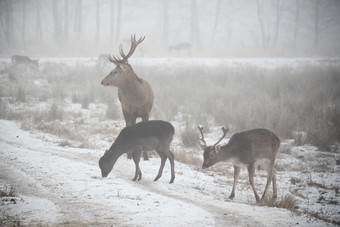低关键图像白色音调群休耕的鹿<strong>女士女士</strong>走周围有雾的冬天一天