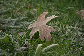 这水平图像与浅深度场冻枫木叶棕色（的）颜色铺设绿色草覆盖与冰晶体采取寒冷的秋天一天照片采取10月