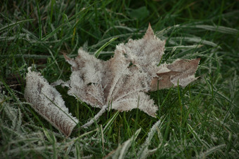 这水平图像与浅深度场冻枫木叶棕色（的）颜色铺设绿色草覆盖与冰晶体采取寒冷的秋天一天照片采取10月