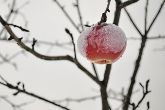 冰雪覆盖成熟的苹果覆盖与厚雪后暴雪是挂分支明亮基斯苹果树下新鲜的雪帽红色的苹果苹果树上覆盖与雪农村场景象征着过渡从秋天冬天