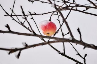 冰雪覆盖成熟的苹果覆盖与厚雪后暴雪是挂分支明亮基斯苹果树下新鲜的雪帽红色的苹果苹果树上覆盖与雪农村场景象征着过渡从秋天冬天