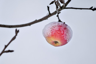 冰<strong>雪</strong>覆盖成熟的苹果覆盖与厚<strong>雪</strong>后<strong>暴雪</strong>是挂分支明亮基斯苹果树<strong>下</strong>新鲜的<strong>雪</strong>帽红色的苹果苹果树上覆盖与<strong>雪</strong>农村场景象征着过渡从秋天冬天