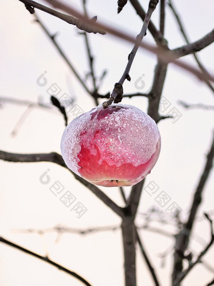 冰雪覆盖成熟的苹果覆盖与厚雪后暴雪是挂分支明亮基斯苹果树下新鲜的雪帽红色的苹果苹果树上覆盖与雪农村场景象征着过渡从秋天冬天