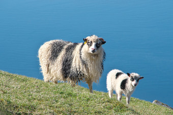 水平风景图像法罗语羊同样与羊肉岛streymoystromo的法罗岛屿光荣的风景的法罗语明信片主题