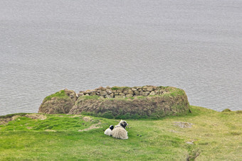 法罗语同样羊与可爱的小羊肉铺设绿色场的岛变幻莫测的法罗岛屿与sorvagsvatn搜索水湖的背景景观与水草岩石羊肉和羊光荣的风景的法罗语明信片主题