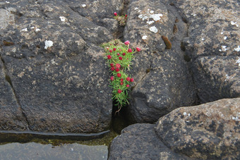 cose-up视图的美丽的北欧节俭海节俭海粉红色的阿梅里亚maritima火山岩石的变幻莫测岛的法罗岛屿丹麦色彩鲜艳的旅行背景光荣的风景的法罗语明信片主题