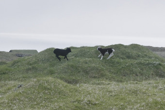 水平图像法罗语景观与两个年轻的羊羔玩周围绿色草岛变幻莫测的法罗岛屿光荣的风景的法罗语明信片主题光荣的风景的法罗语明信片主题