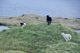水平图像法罗语景观与三个年轻的羊羔玩周围绿色草岛<strong>变幻</strong>莫测的法罗岛屿光荣的风景的法罗语明信片主题