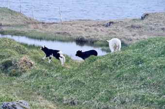 水平图像法罗语景观与三个年轻的羊羔玩周围绿色草岛变幻莫测的法罗岛屿光荣的风景的法罗语明信片主题