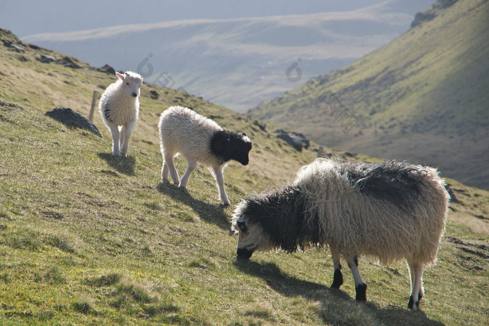 可爱的小羊羔和羊对草绿色场的法罗岛屿景观与山草岩石和羊羔和羊色彩鲜艳的旅行背景光荣的风景的法罗语明信片主题