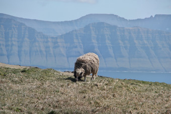 水平风景图像<strong>法罗语</strong>景观与美丽的山和羊的前景光荣的风景的<strong>法罗语</strong>明信片主题