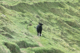 水平风景图像<strong>法罗语</strong>景观与美丽的山与可爱的小黑色的羊肉站的草光荣的风景的<strong>法罗语</strong>明信片主题