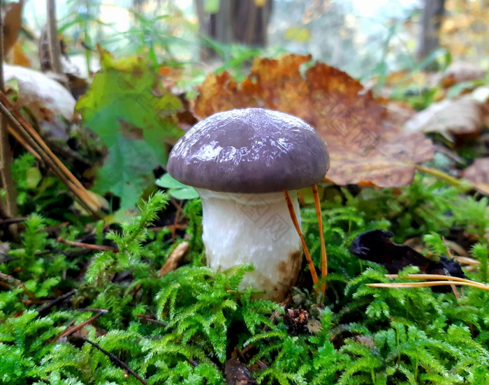 特写镜头小虚伪的斯派克蘑菇绿色莫斯松林地秋天一天