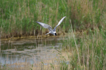 成人常见的燕鸥胸骨hirundo的飞行狩猎在的湖<strong>杂草丛生</strong>的与已经