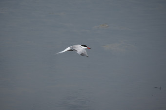 成人常见的燕鸥胸骨hirundo的飞行狩猎在的水