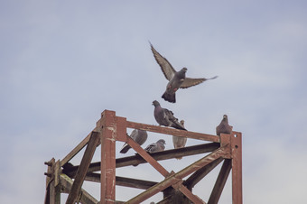 一个鸽子的飞行以上和其他鸽子栖息的老生锈的高电压塔对多云的天空图片复古的风格