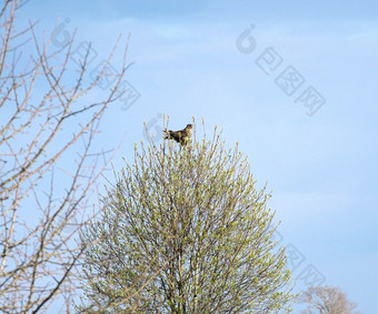 常见的卑鄙的小人ButeoButeo验布的前的只树早期春天一天对的背景蓝色的天空