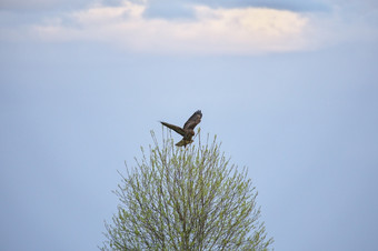 常见的卑鄙的<strong>小人</strong>ButeoButeo飞行在的前的只树早期春天一天对的背景蓝色的天空