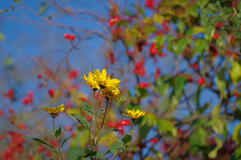 布什明亮的黄色的假向日葵螺旋体向日葵属都是作用研究阳光明媚的秋天一天野生玫瑰布什与红色的玫瑰臀部的背景