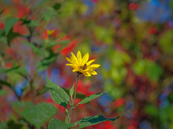 <strong>蜜蜂</strong>明亮的黄色的花假向日葵螺旋体向日葵属都是作用研究阳光明媚的秋天一天色彩斑斓的红色的和绿色背景