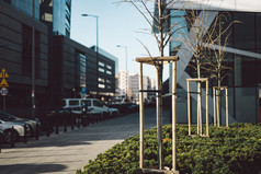 新种植树路边秋天与三个股份支持现代写字楼背景