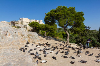 鸽子坐着岩石在的岩石的卫城雅典<strong>希腊</strong>