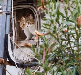 两个猫看出废弃的房子窗口的城市埃伊纳岛岛