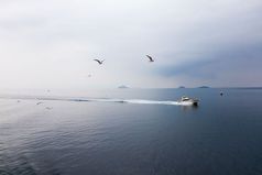 海海鸥飞行在的海沿着游艇之间的雅典和埃伊纳岛有雾的一天