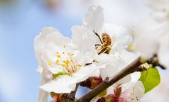 特写镜头蜜蜂杏仁树粉红花朵杏仁树的岛塞浦路斯开花2月