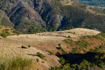 牧羊人和放牧羊和山羊高原山区域thessalia希腊