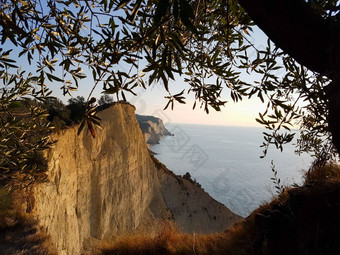 橄榄树和悬崖以上登录海滩的岛科孚岛希腊沐浴下午光
