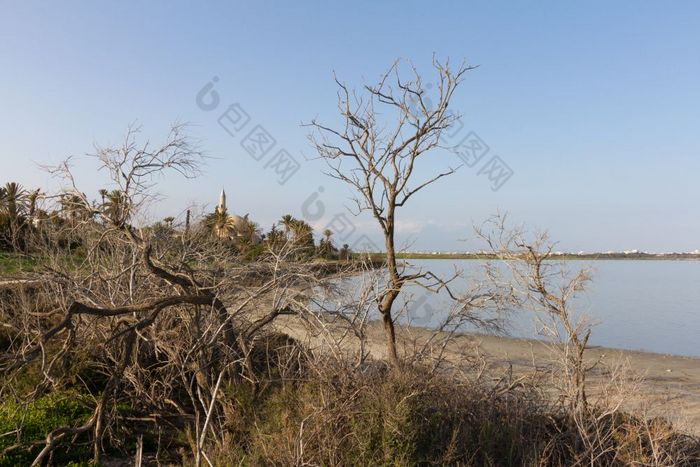 afternonn照片还苏丹球鞋和拉纳卡盐湖后面树分支机构的岛塞浦路斯