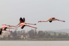 火烈鸟飞行在拉纳卡盐湖过去的还苏丹球鞋的岛塞浦路斯