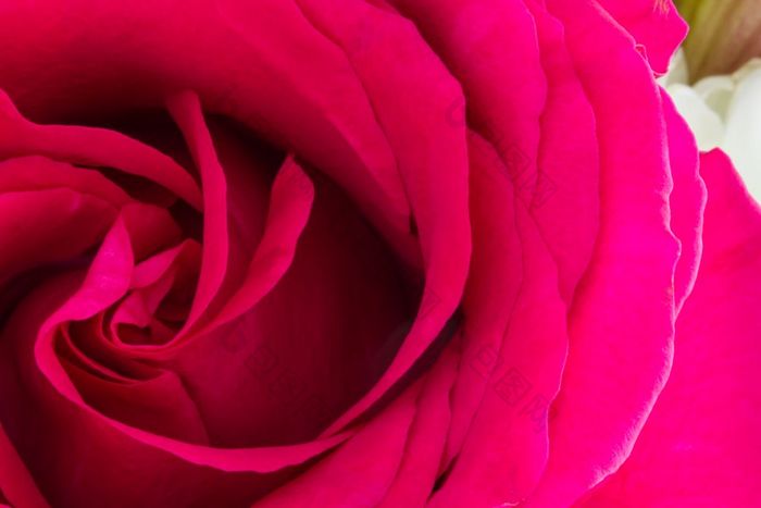 一个粉红色的玫瑰低调的特写镜头与中心左手一边框架