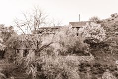 盛开的杏仁树菲卡杜村塞浦路斯的维拉赫联合国教科文组织遗产网站被传统的山结算保存它的和世纪地貌和建筑照片有被乌贼健美的